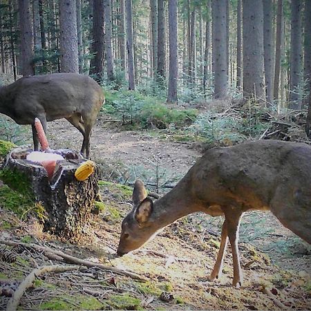 Ferienwohnung Kochs Beeren Oberfresen Екстериор снимка